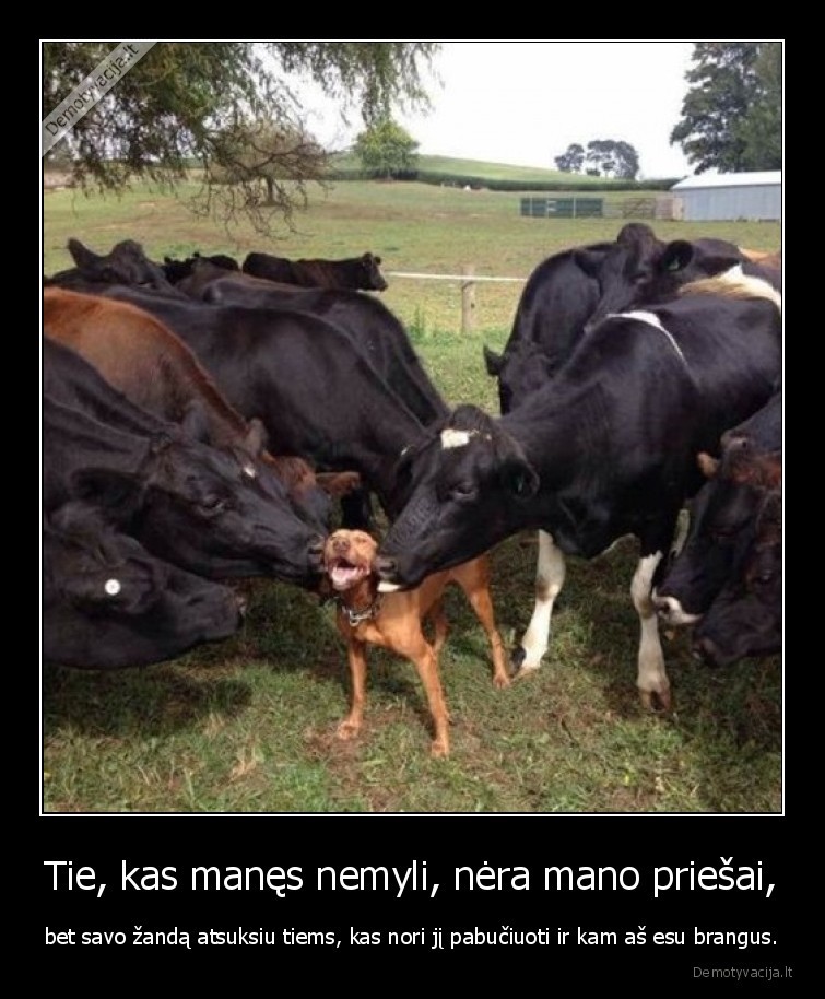 meile,suo,karves