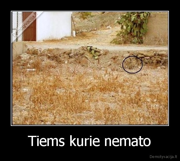 kate, nematoma