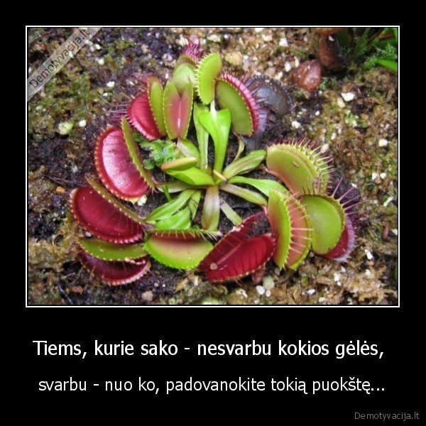geles