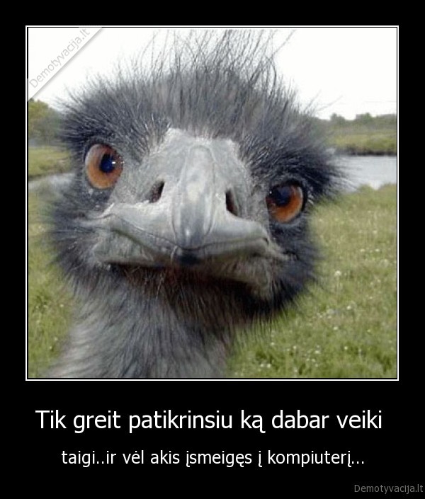 strutis, kompiuteris