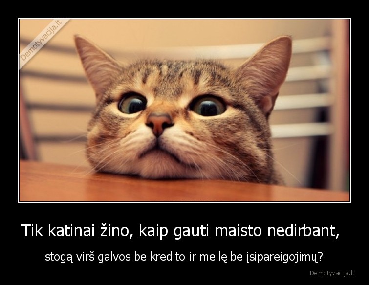 katinas,katinai,moka,gyventi
