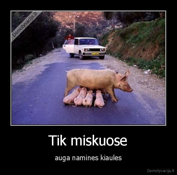Tik miskuose