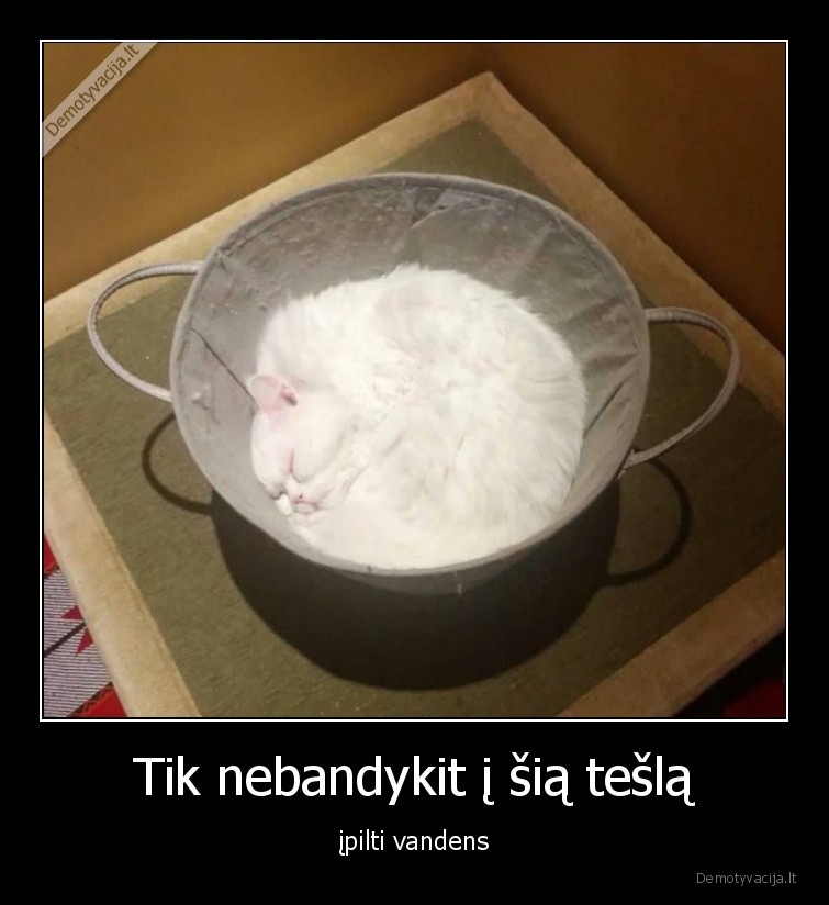 kate,katinas,tesla,vanduo
