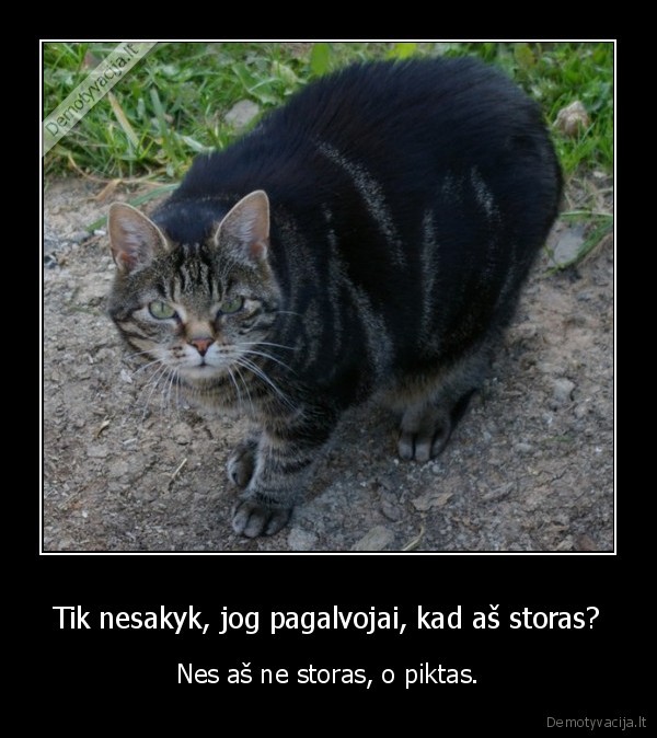 katinas