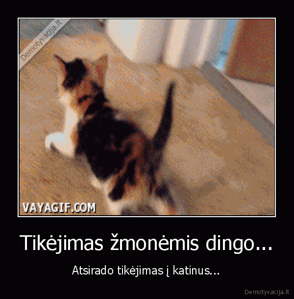 kates,kaciukas,iq,protingas