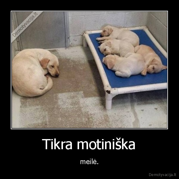 suo,kale,motina,suniukai