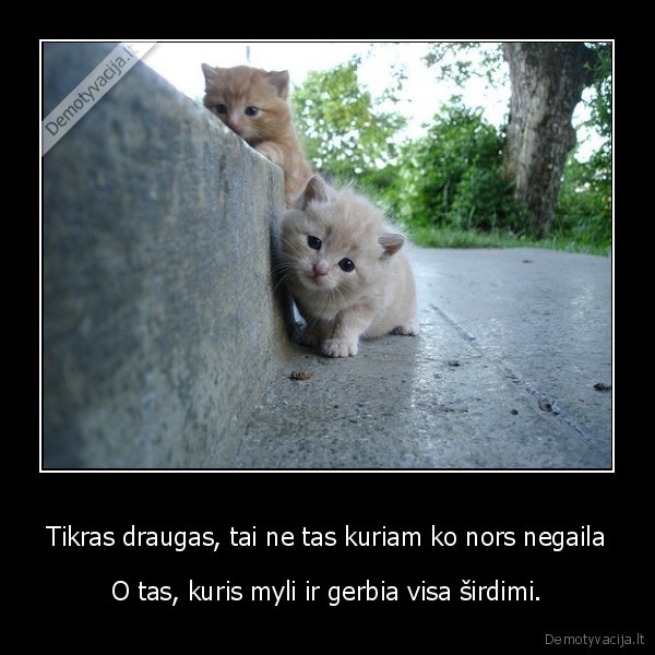 draugas