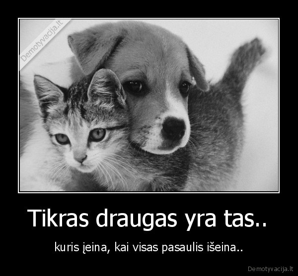 tikras, draugas