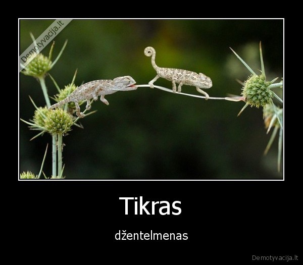 dzentelmenas