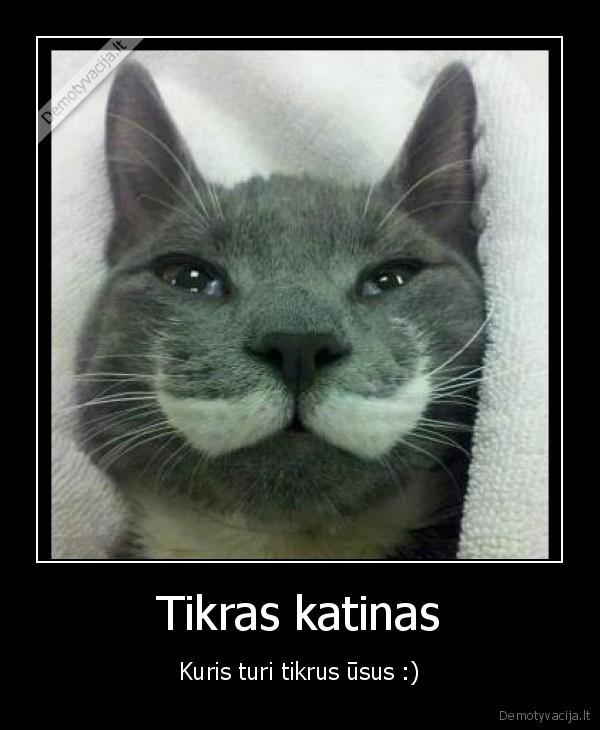 Tikras katinas