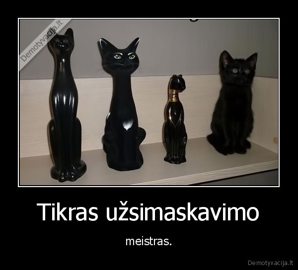 kate,katinas,nindze,maskuote