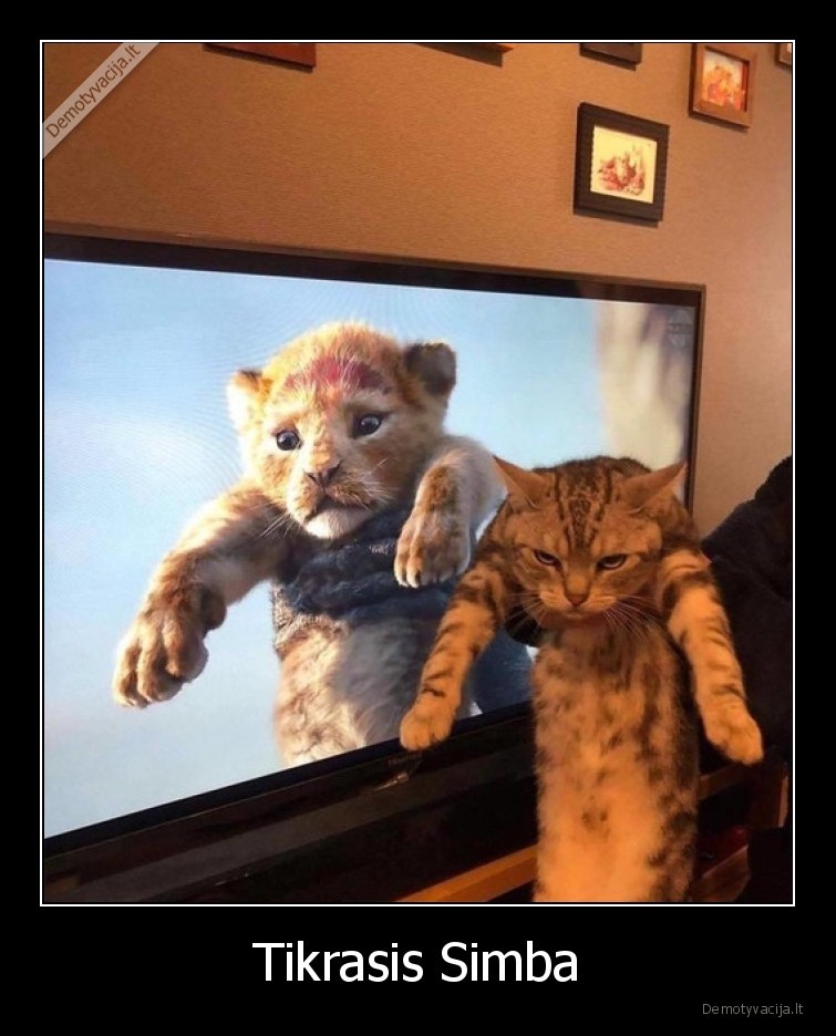 simba,liutas,karalius,katinas