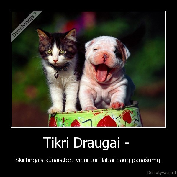 Tikri Draugai - 