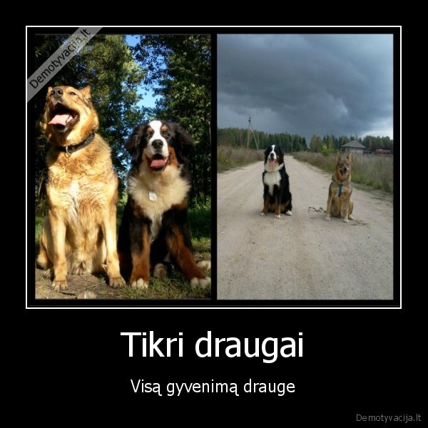 Tikri draugai