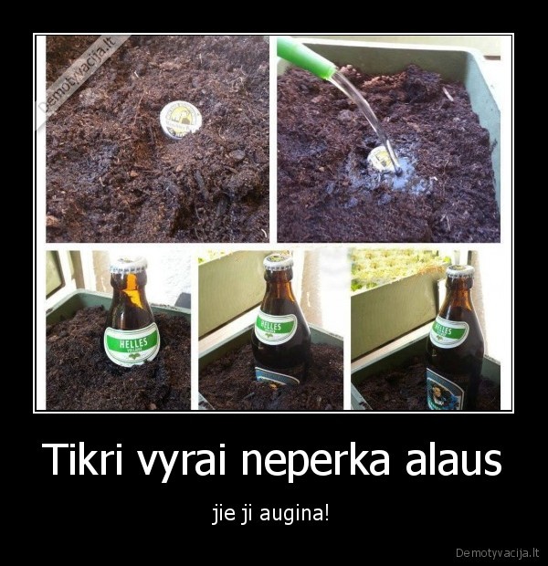 alus,auginti,gerti