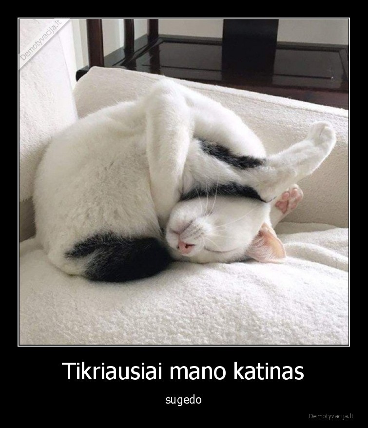 sugedo,katinas,miega