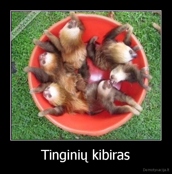 tinginiai,kibiras