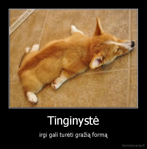 suo,miega,tinginys,laimingas,sypt