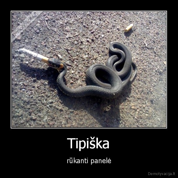 panele,rukyti