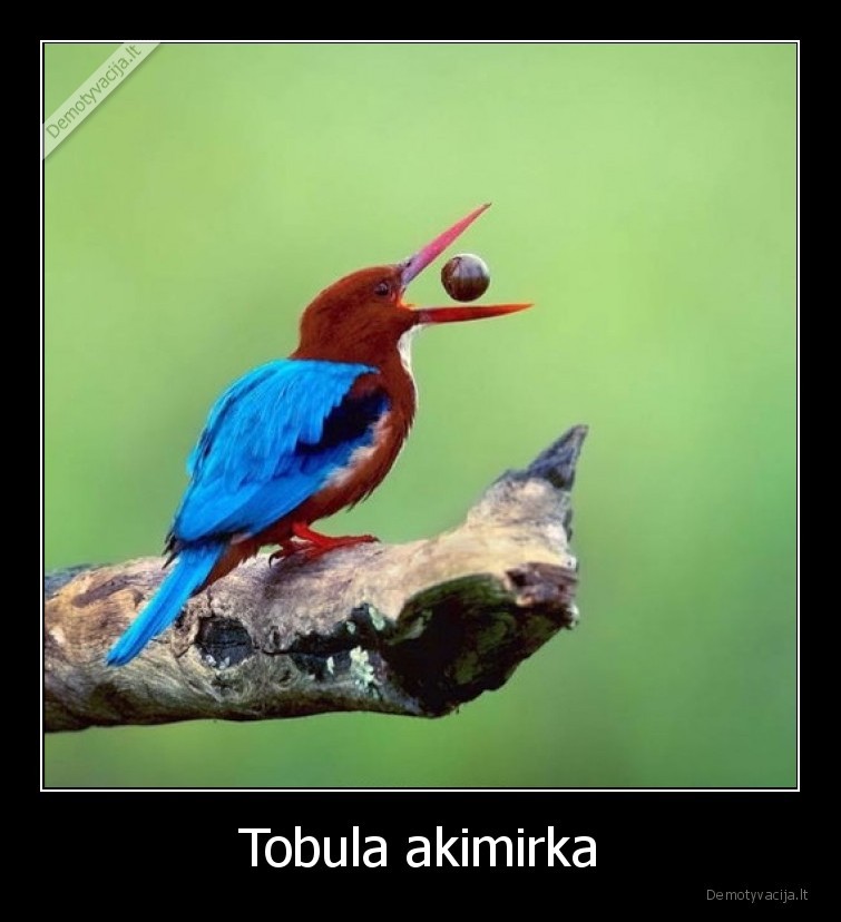 akimirka,nuotrauka,pagavo