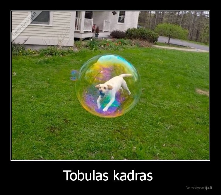 suo,burbulas,viduje