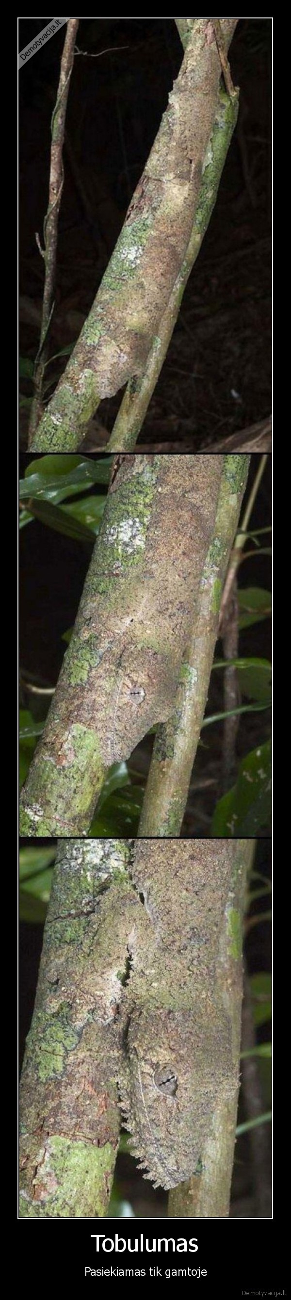 Tobulumas