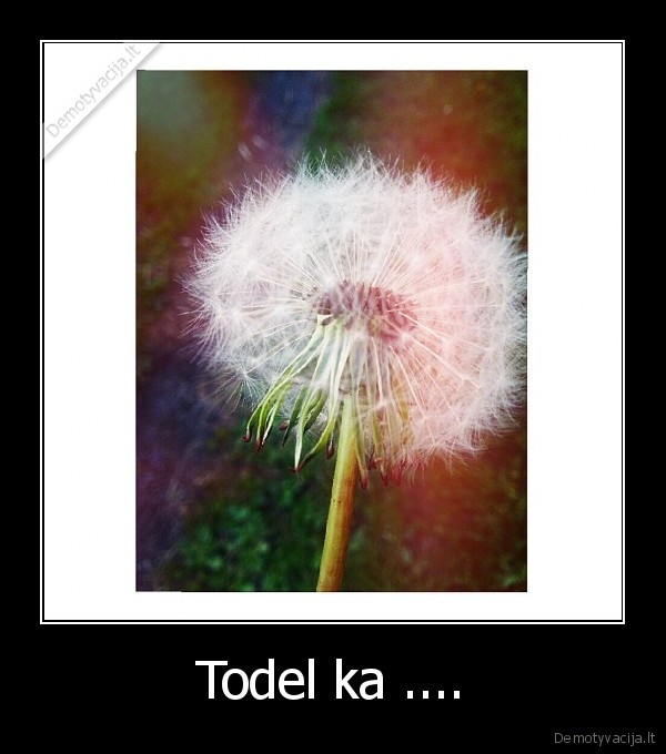 Todel ka ....