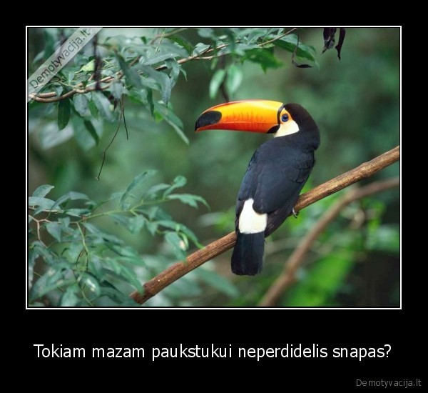 Tokiam mazam paukstukui neperdidelis snapas?