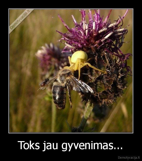 gyvenimas
