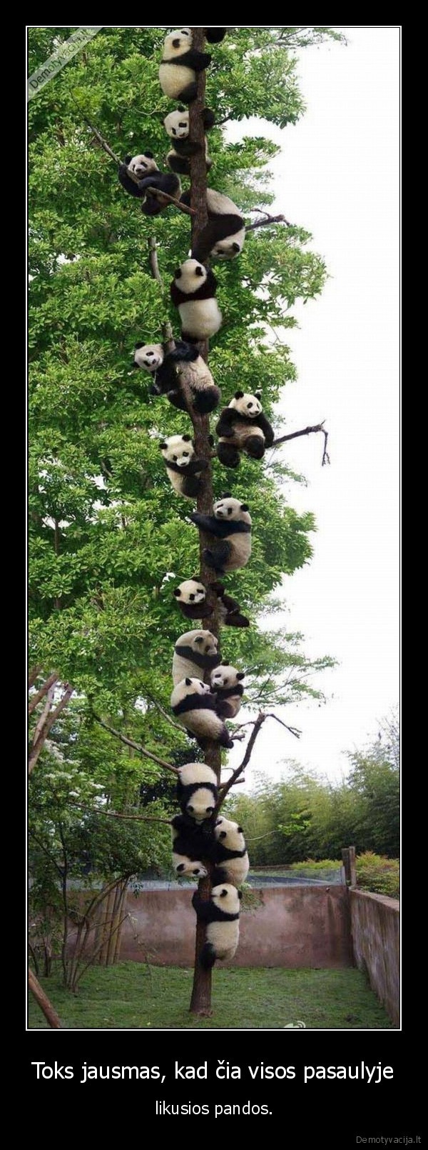 panda,medis