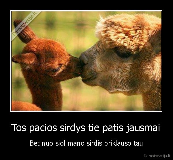Tos pacios sirdys tie patis jausmai