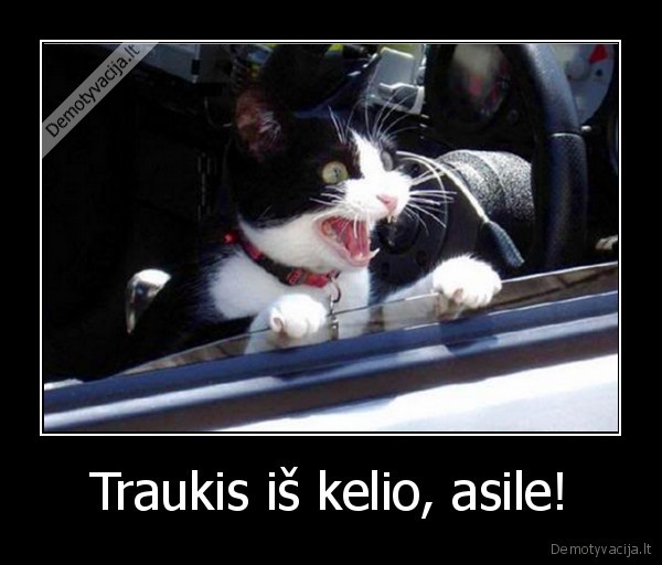 keliu, erelis,katinas, rekia