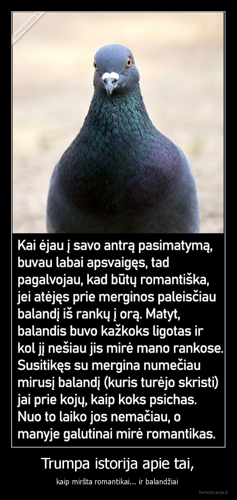 balandis,romantika