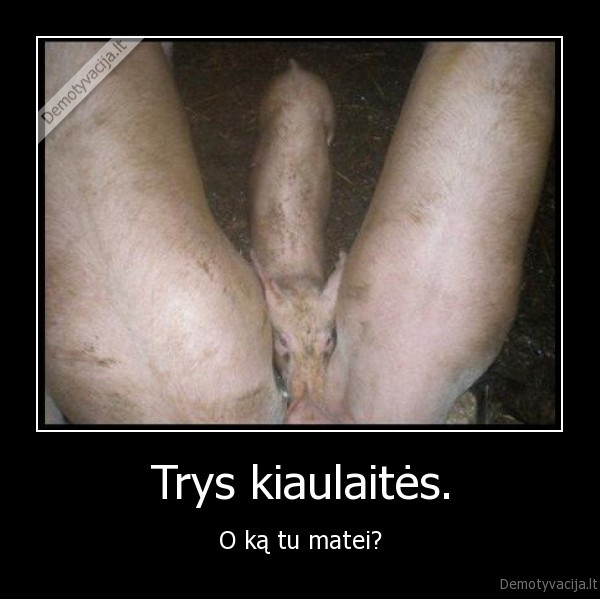 Trys kiaulaitės.