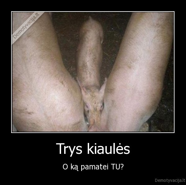 trys, kiaules, koja, kabo