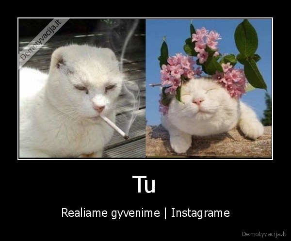 gyvenimas,instagramas,kate,katinas