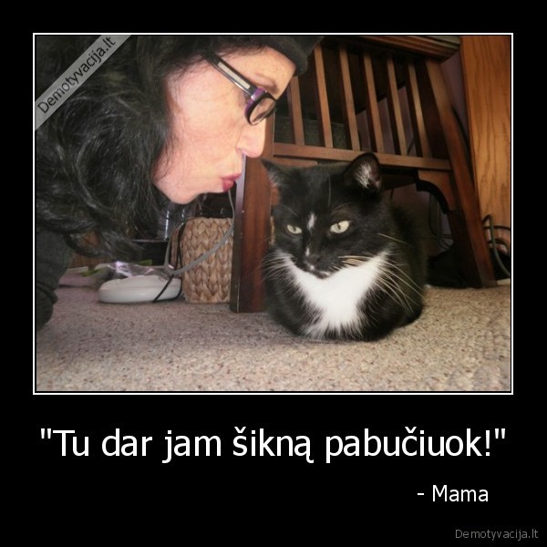 citata,katinas