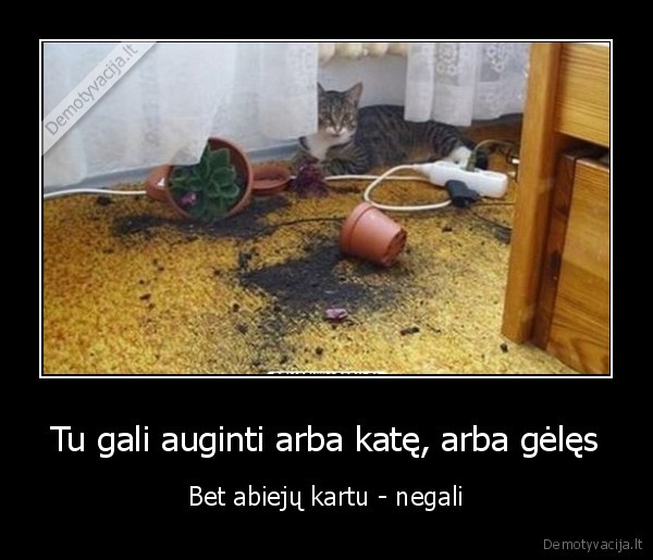 geles,kate,vazonai