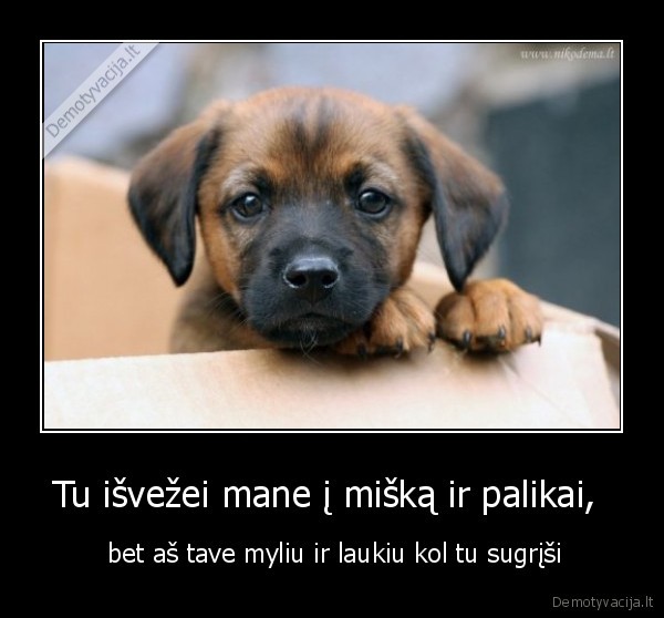 Tu išvežei mane į mišką ir palikai, 