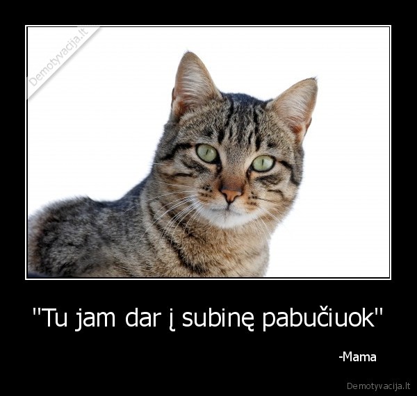 katinas,mamos, pasakymas