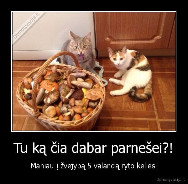 juokingas, katinas,daug, grybu
