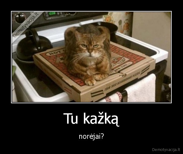noreti,katinas