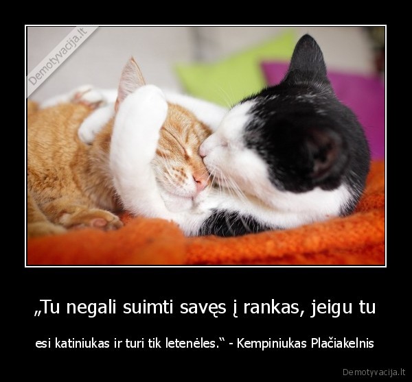 rankos,letenos,kate,katinas,kempiniukas