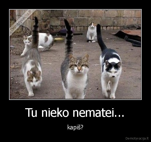 kates,mafija