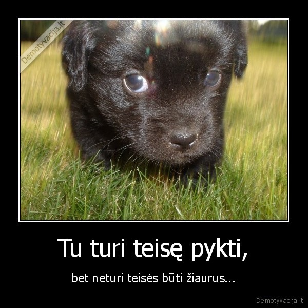 suo,pyktis