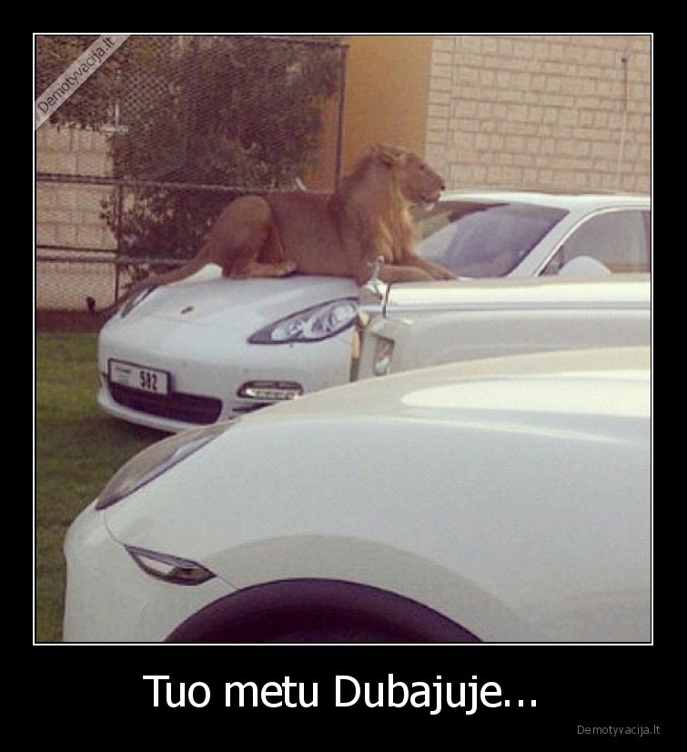 dubajus,liutas,kaip,katinas