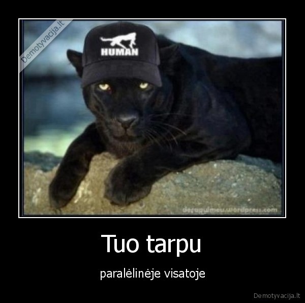 puma