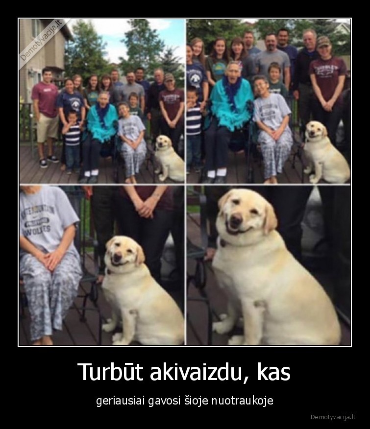 seima,nuotrauka,pozavimas,suniukas,suo