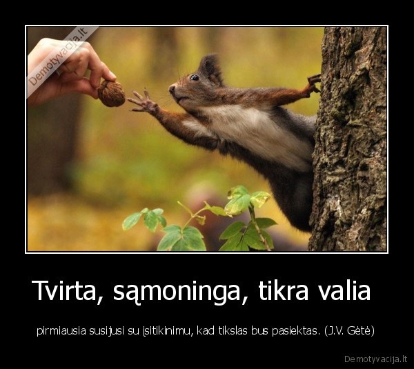 Tvirta, sąmoninga, tikra valia 