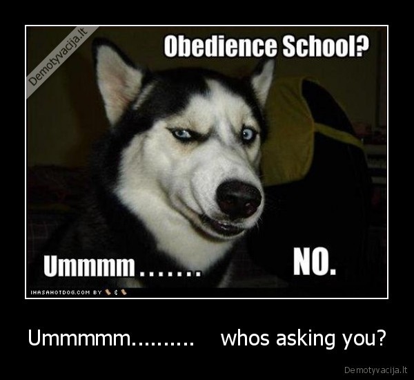 huskie
